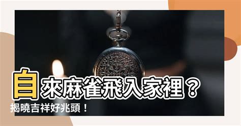 自來麻雀|【自來麻雀】自來麻雀飛入家裡？揭曉吉祥好兆頭！